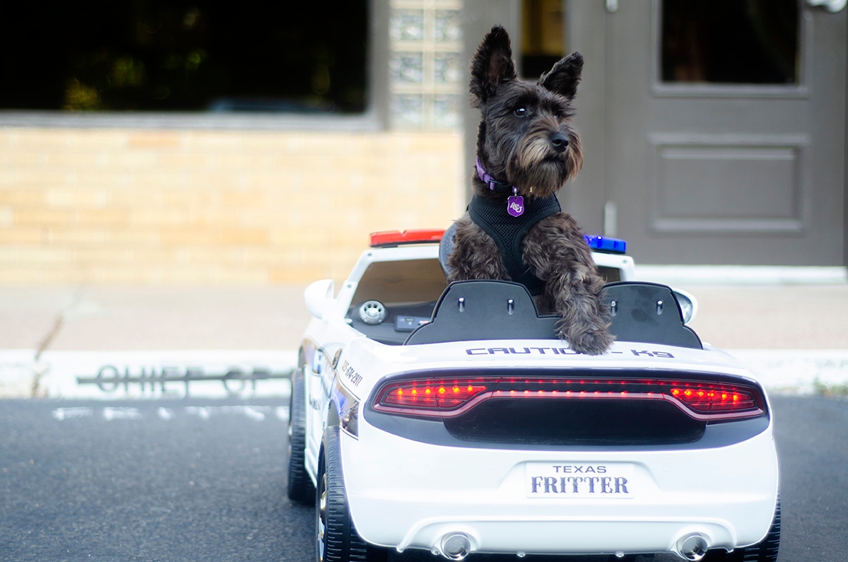 Fritter the K9 in his miniature patrol car